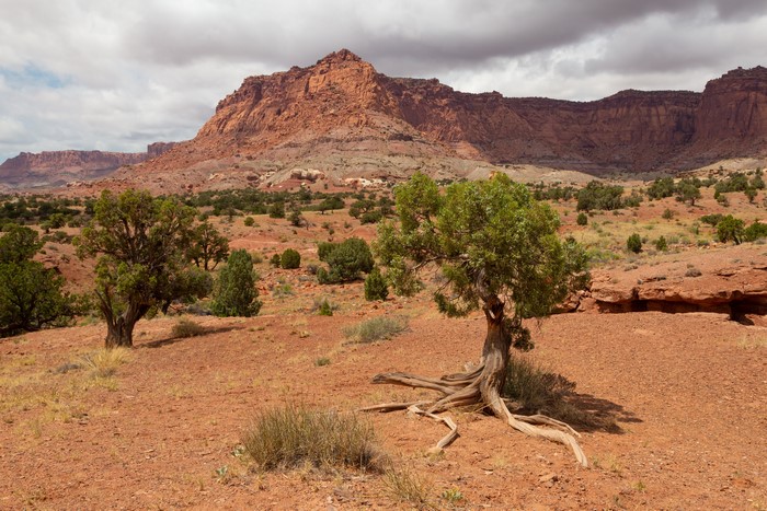 Capitol Reef National Park Landscape with Trees and Crags