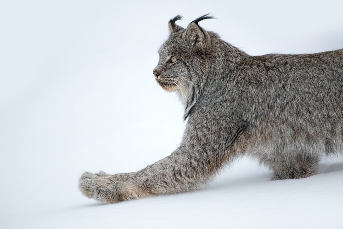 Lynx walking in the snow