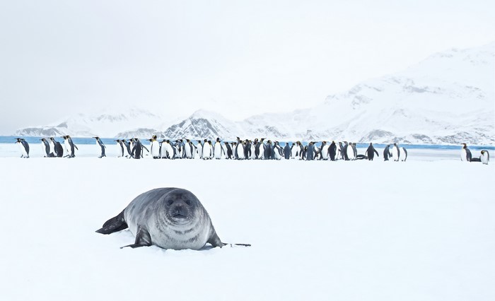 Seal and King Penguins on Snowy Landscape