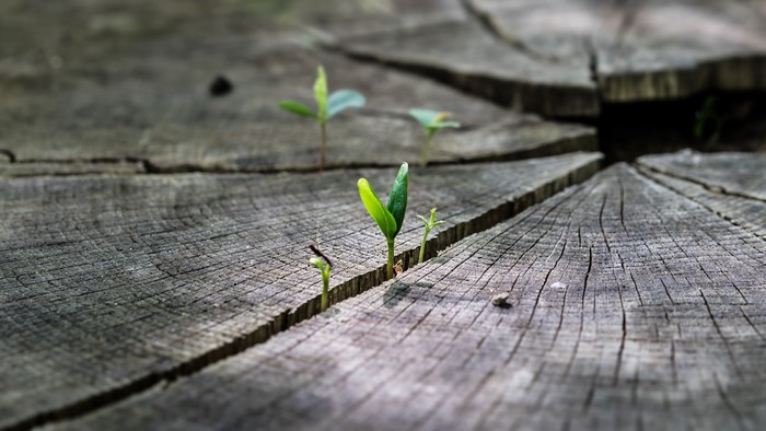 New growth sprouts from a weathered tree stump