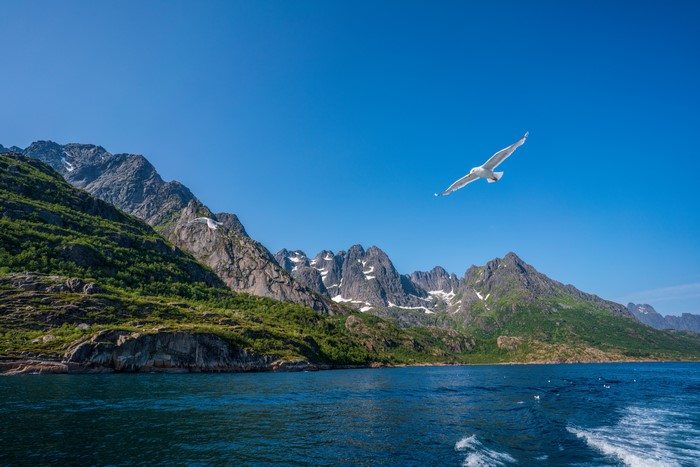 Seagull flying over water with Lofoten mountains in Norway