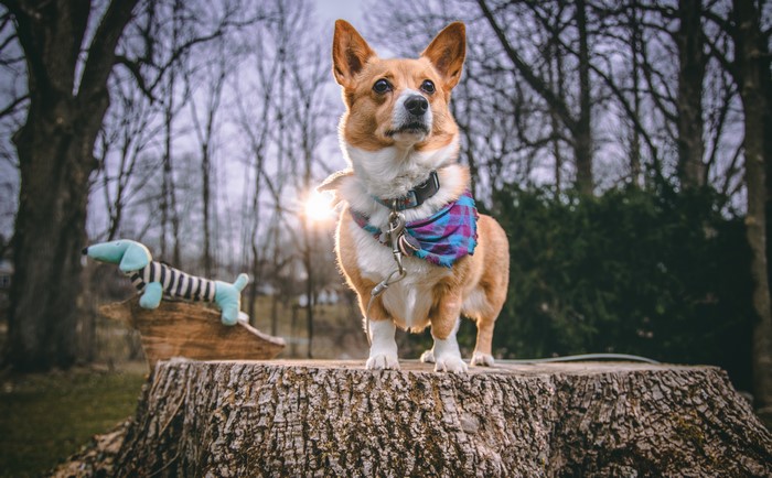 Welsh Corgi on a Tree Stump with Toy Dog