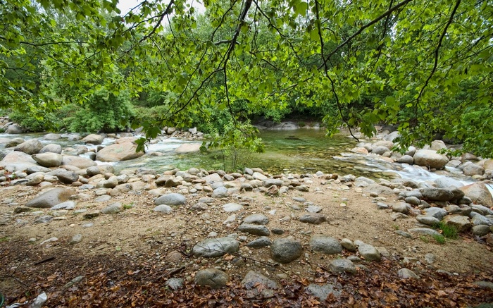 River flowing through a rocky forest
