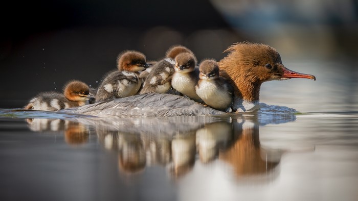 Mother duck and ducklings swimming