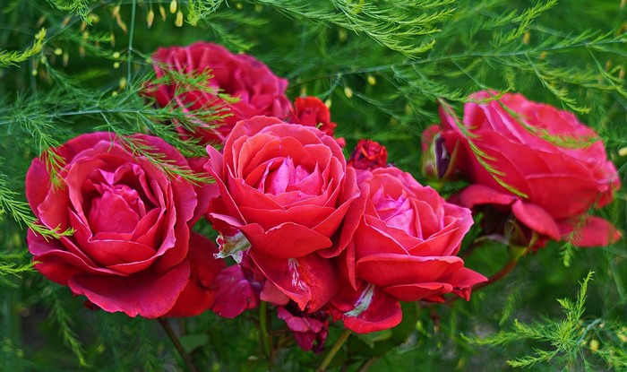 Red Roses with Greenery