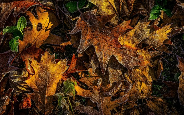 4K Oak Leaves with Frost