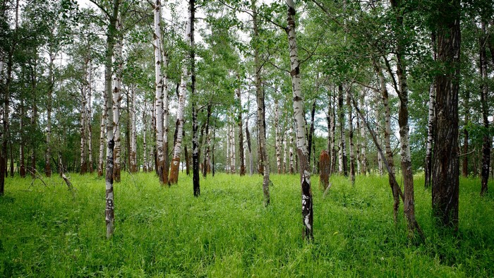 Birch trees in a grassy forest clearing