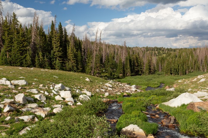Stream flowing through Medicine Bow-Routt National Forest with pine trees and clouds