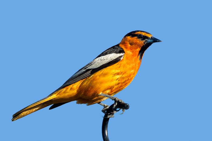 Bullock's Oriole perched on a dark rod