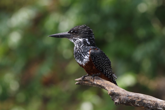 Giant Kingfisher (Megaceryle maxima) on a branch