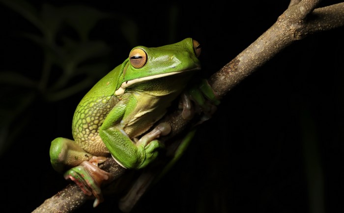 White-lipped Tree frog on a branch