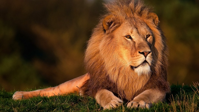 Lion resting on grass