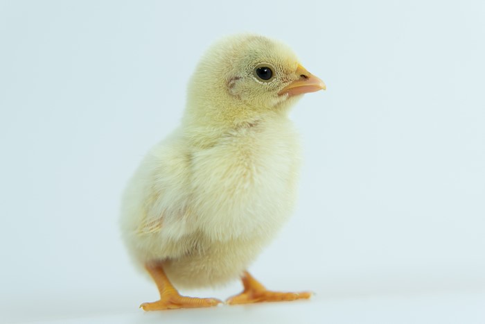 4K Closeup of a Yellow Chick