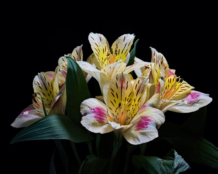 Alstroemeria flowers with black background