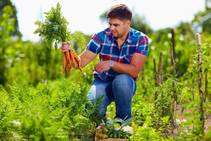 Man holding carrots in a garden with vegetables
