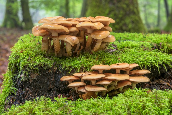 Honey mushrooms on a mossy tree stump in a forest