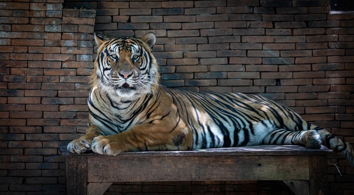 Tiger lying on a wooden table in front of a brick wall