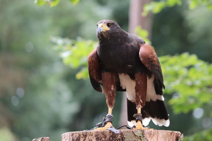 Harris's Hawk perched on a tree stump
