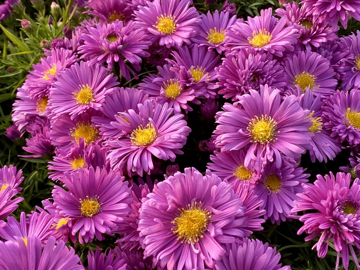 Pink Asters with yellow centers