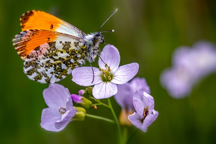 Orange Tip Butterfly on Purple Flowers
