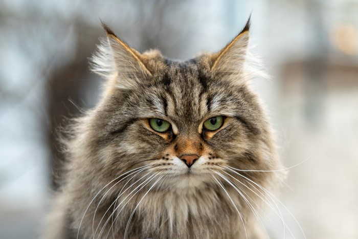 Close-up of a fluffy Siberian cat with green eyes