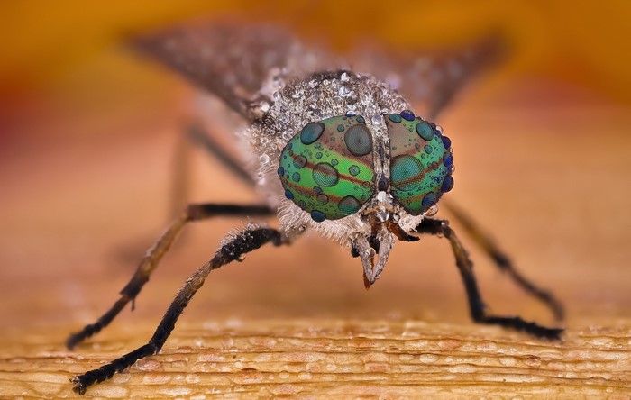 Macro shot of a horsefly with water droplets on its eyes