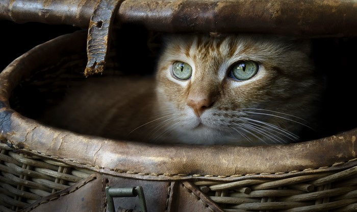 Orange cat peeking out of a wicker basket