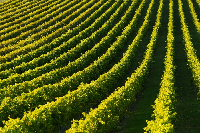 Vineyard rows under sunlight