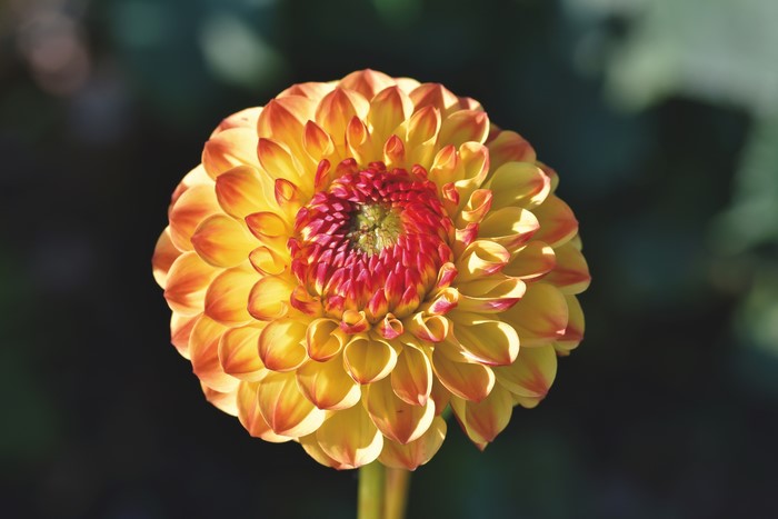 Dahlias flower closeup with bokeh