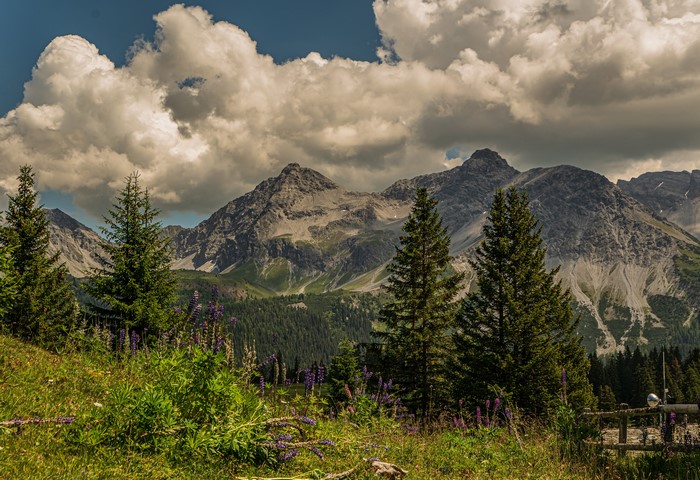 Mountains and Lupines in Arosa, Grisons, Switzerland