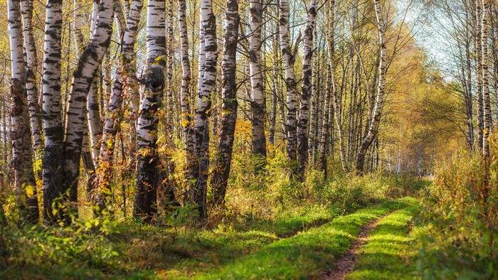 4K Birch Forest Path