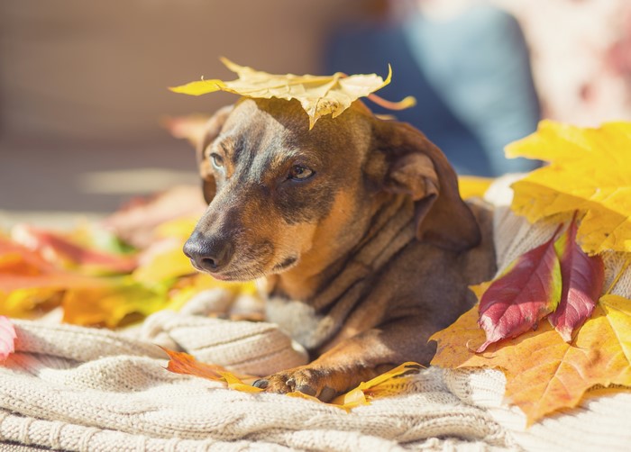 Dachshund dog with autumn leaves on a blanket