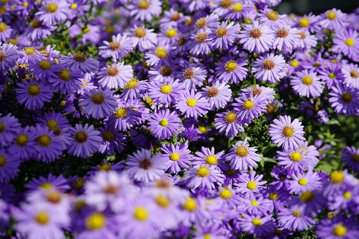 Many violet Shrub Aster flowers