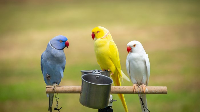 Three parrots on a perch