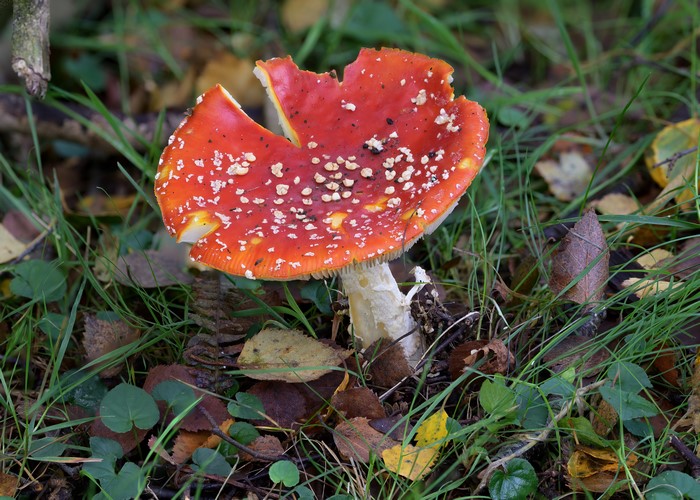Amanita muscaria mushroom in foliage