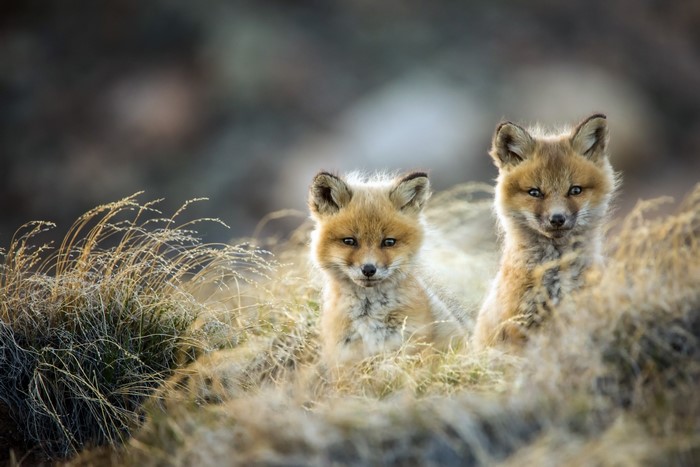 Two young foxes in dry grass