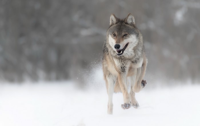 Wolf running through snow