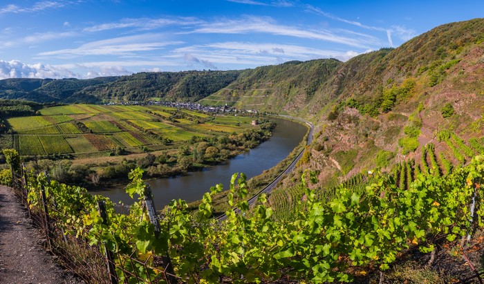 Vineyard on Mosel River near Calmont, Germany