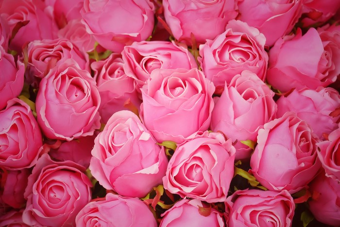Many Pink Roses