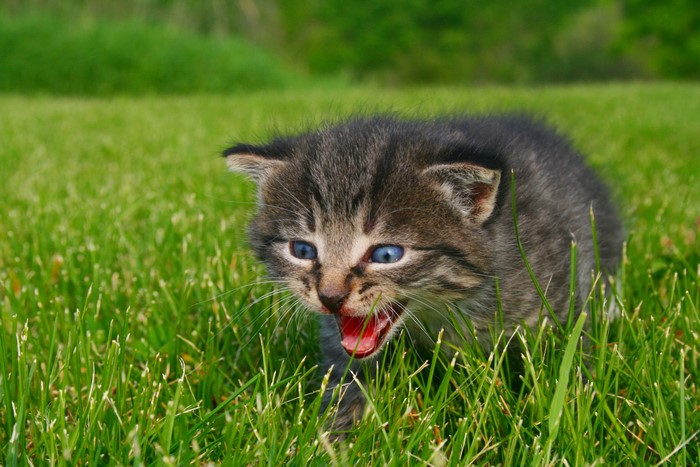 Kitten with blue eyes in grass
