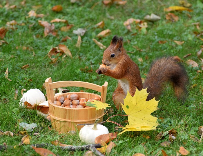 Squirrel eating a hazelnut next to a bucket of nuts