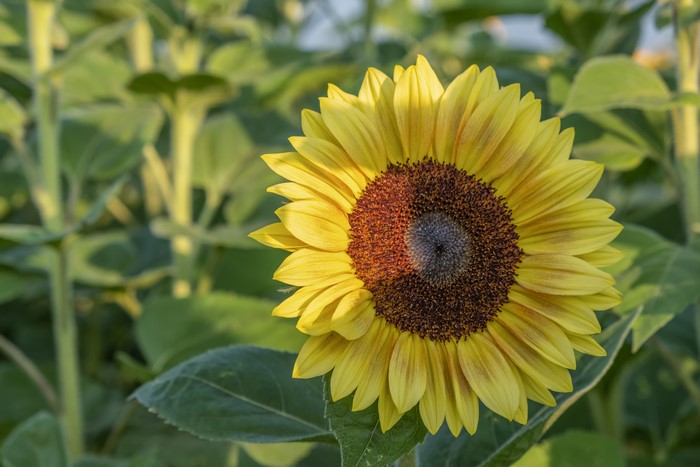 Closeup of a Sunflower in a Field