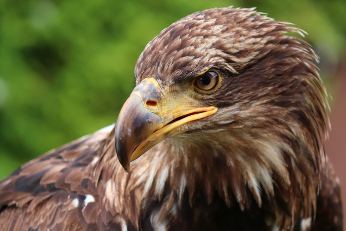 Closeup of an eagle's head