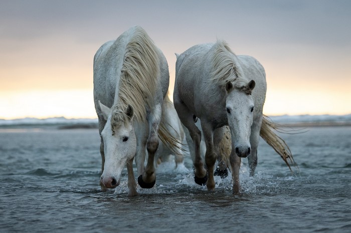White horses wading in shallow water at sunset