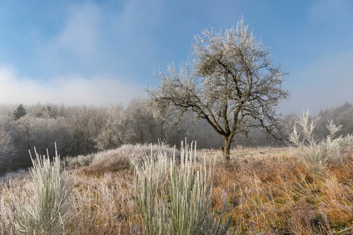 Frost covered trees and grass in Germany