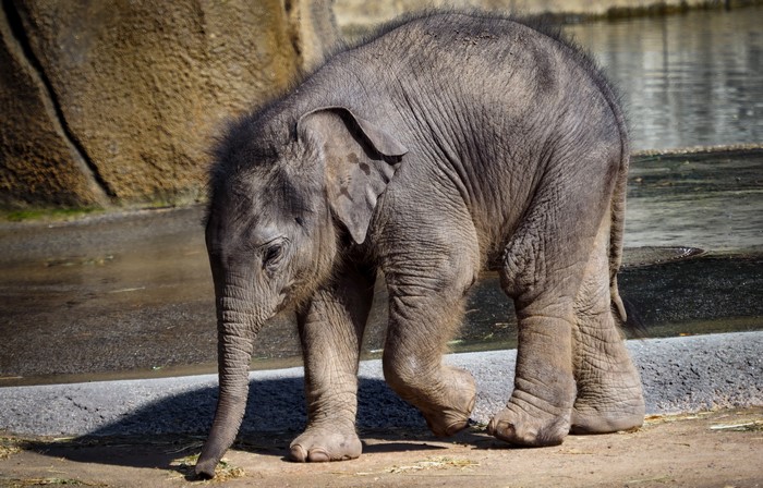 4K Baby Elephant