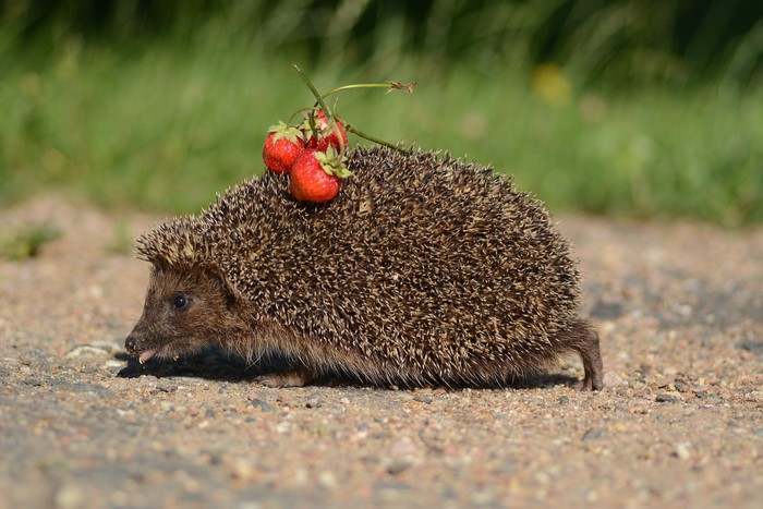 Hedgehog with Strawberries on Back