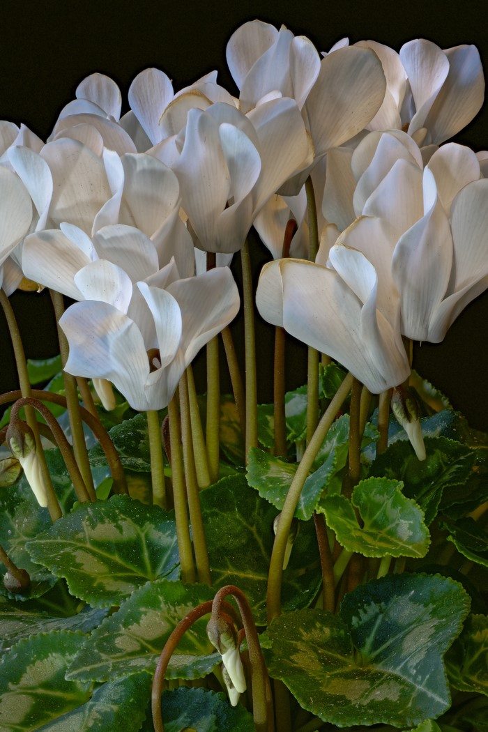 White Cyclamen flowers with green leaves