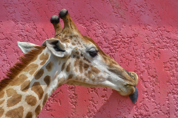 Giraffe licking a pink wall