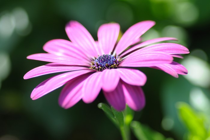 4K Closeup of a Purple Osteospermum Flower with Bokeh